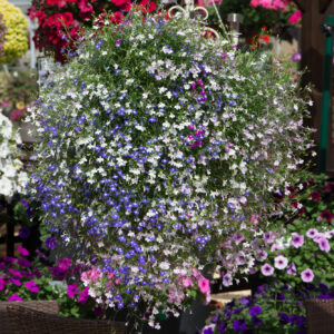 Lobelia Fountains Mix
