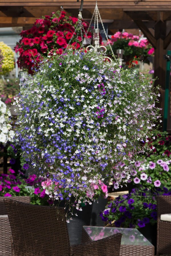 Lobelia Fountains Mix