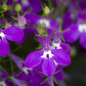 Lobelia Rosamond