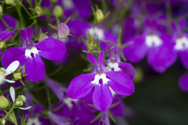 Lobelia Rosamond