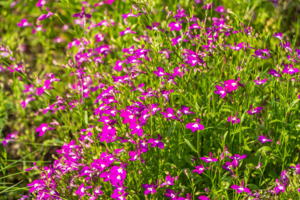 Lobelia Rosamond - Image 2