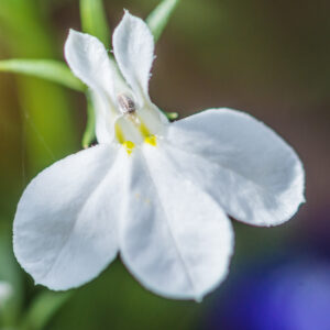 Lobelia White Lady
