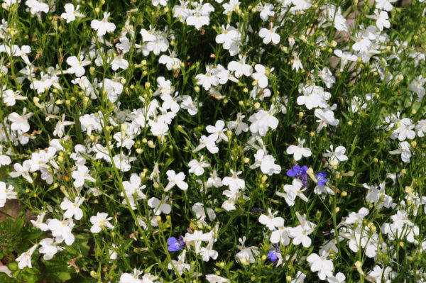 Lobelia White Lady - Image 2