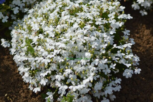 Lobelia White Lady - Image 3