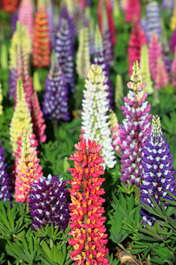 Lupin Russel Mixed - Image 4