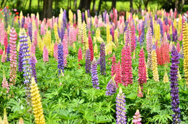 Lupin Russel Mixed - Image 3