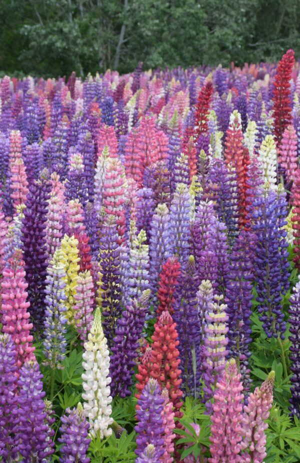 Lupin Russel Mixed - Image 2