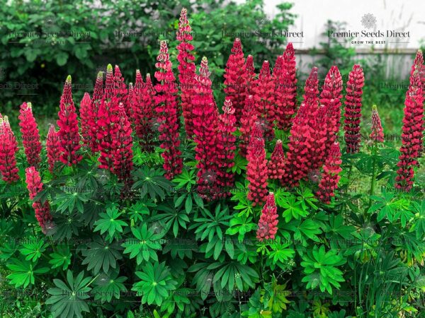 Lupin Russell My Castle - Image 2