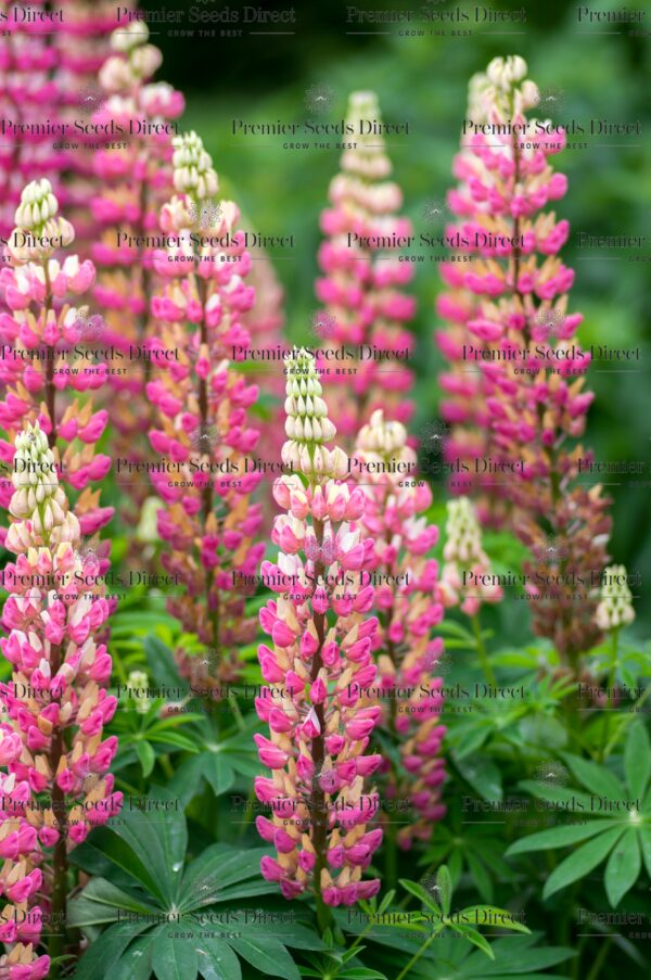 Lupin Russell The Chatelaine - Image 2