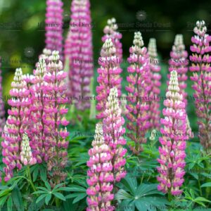 Lupin Russell The Chatelaine