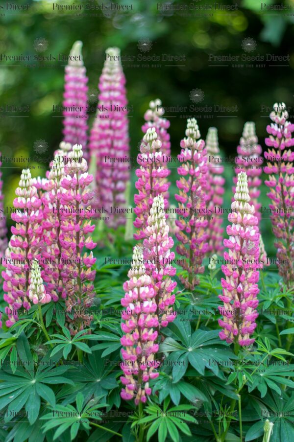 Lupin Russell The Chatelaine