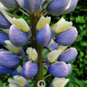 Lupin Sunrise