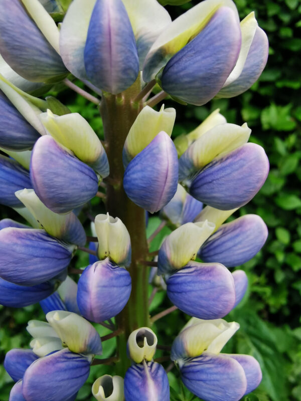 Lupin Sunrise