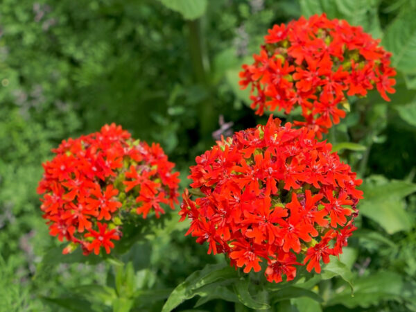 Lychnis Chalcedonia- Maltese - Image 2