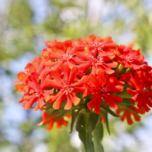 Lychnis Chalcedonia- Maltese