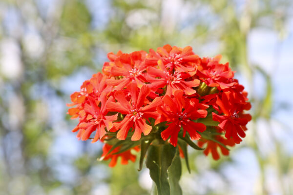 Lychnis Chalcedonia- Maltese
