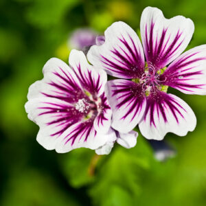 Malva Zebrina