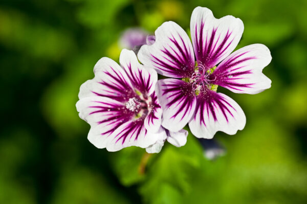 Malva Zebrina