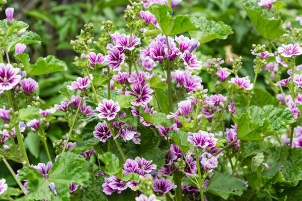 Malva Zebrina - Image 3