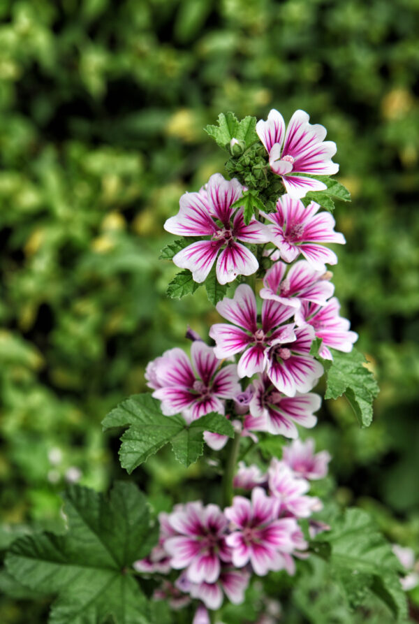 Malva Zebrina - Image 2