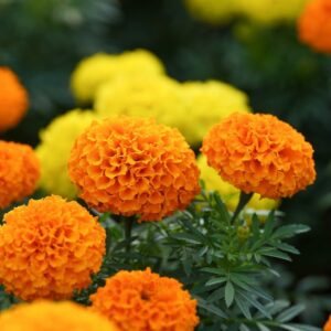 Marigold Crackerjack Mixed