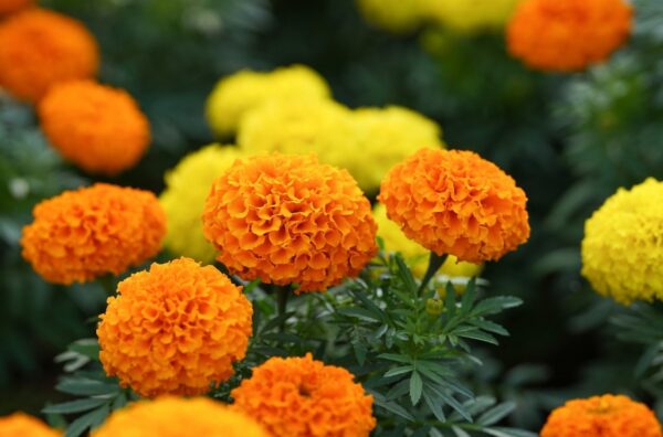 Marigold Crackerjack Mixed