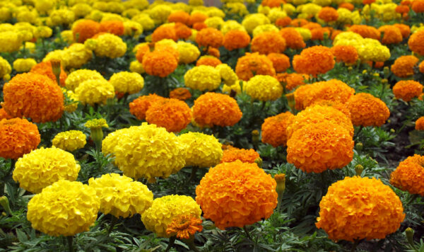 Marigold Crackerjack Mixed - Image 2