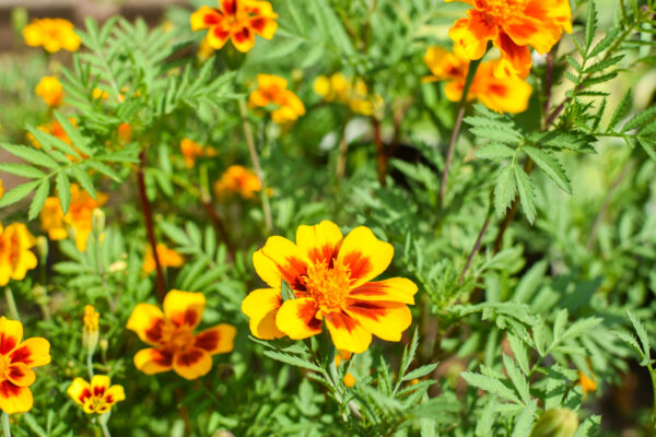 Marigold Tagettes Dainty Marietta - Image 2