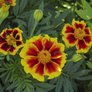 Marigold Tagettes Dainty Marietta
