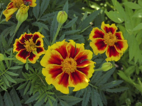 Marigold Tagettes Dainty Marietta