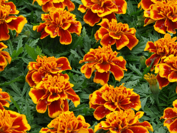 Marigold Dwarf French Durango Flame - Image 2
