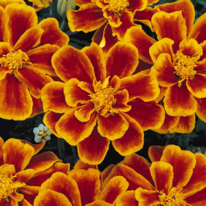 Marigold Dwarf French Durango Flame
