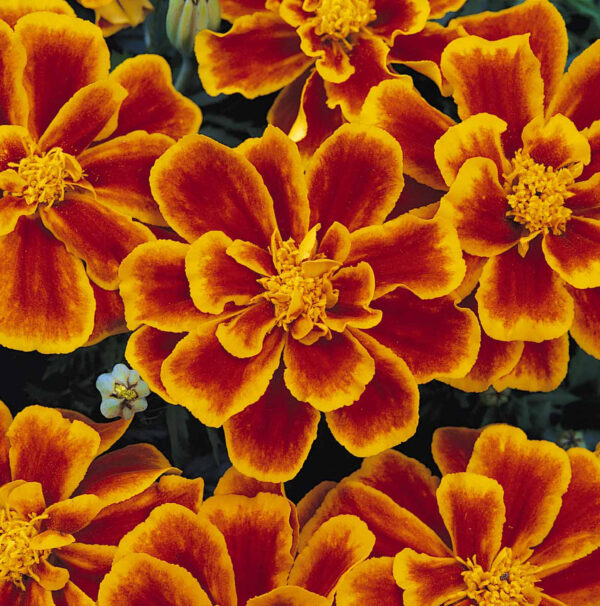 Marigold Dwarf French Durango Flame