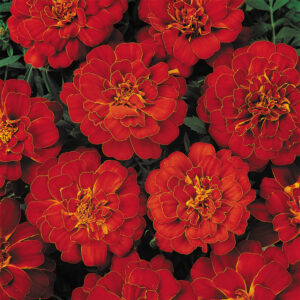 Marigold Dwarf French Durango Red
