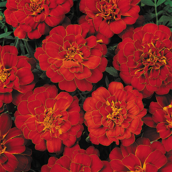 Marigold Dwarf French Durango Red
