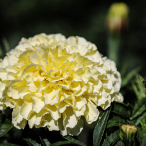 Marigold - Kilimanjaro African
