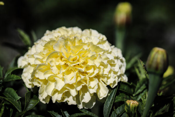 Marigold - Kilimanjaro African