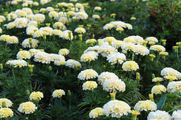 Marigold - Kilimanjaro African - Image 2