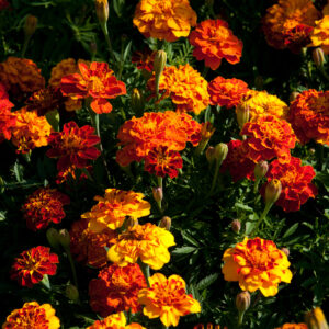 French Marigold Sparky Mix