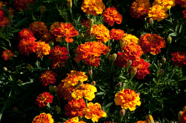 French Marigold Sparky Mix