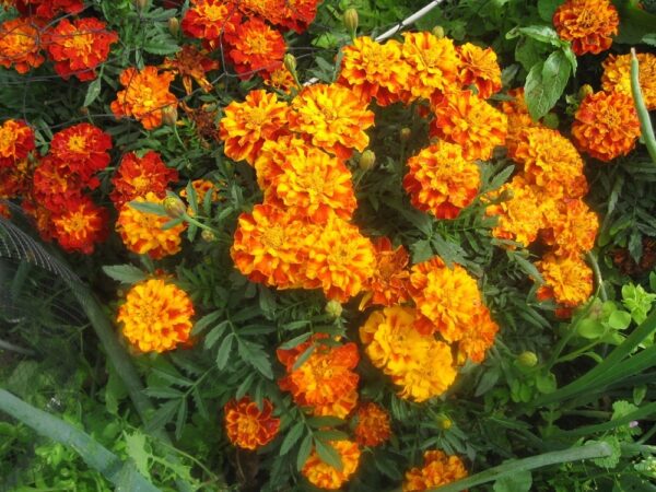French Marigold Sparky Mix - Image 2