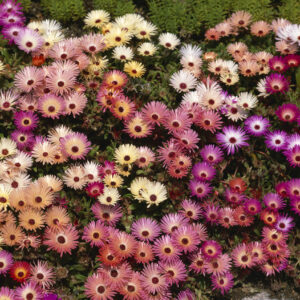 Mesembryanthemum Pastel Mixed