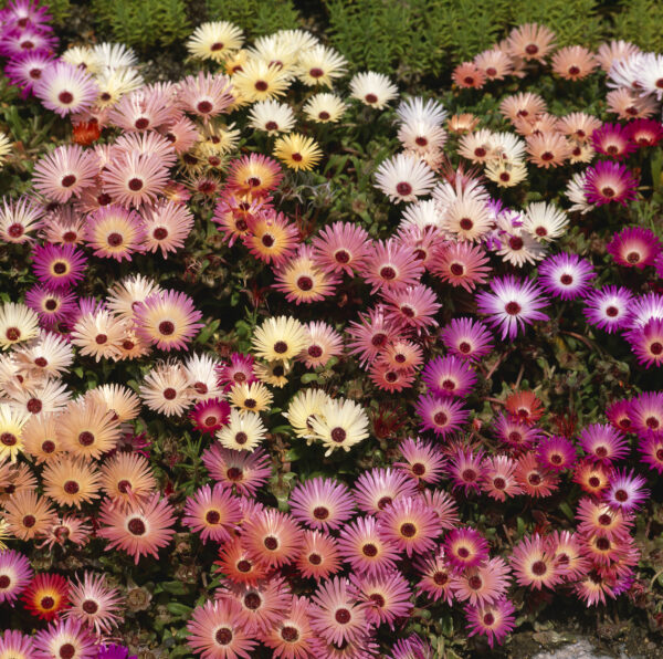 Mesembryanthemum Pastel Mixed