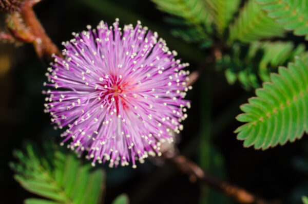 Mimosa Pudica - Sensitive Plant