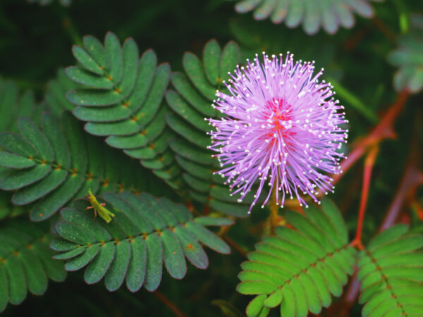 Mimosa Pudica - Sensitive Plant - Image 2