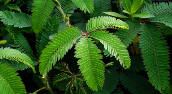 Mimosa Pudica - Sensitive Plant - Image 3
