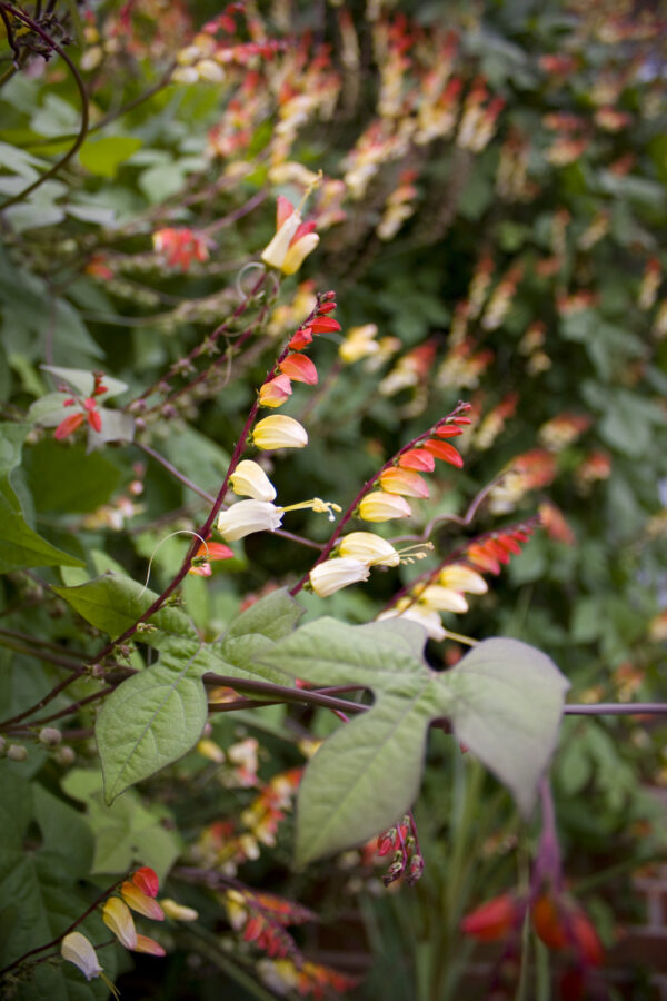 Mina Lobata Jungle Queen - Image 3