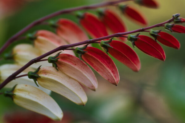 Mina Lobata Jungle Queen - Image 2