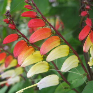 Mina Lobata Jungle Queen