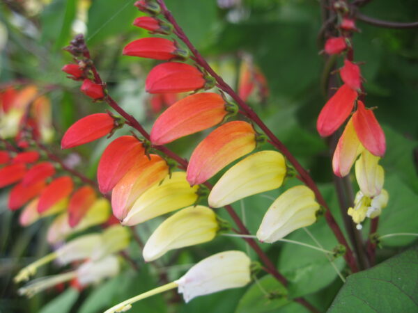 Mina Lobata Jungle Queen